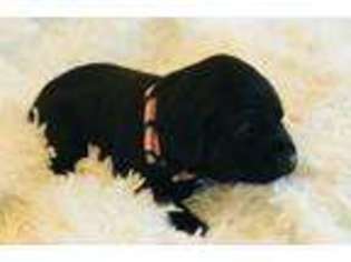 Labrador Retriever Puppy for sale in Mccall, ID, USA