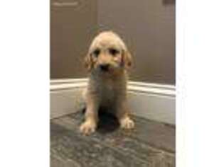 Labradoodle Puppy for sale in Robertsdale, AL, USA