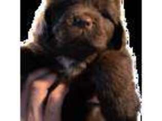 Newfoundland Puppy for sale in Lizella, GA, USA