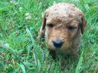 Goldendoodle Puppy for sale in Waldport, OR, USA