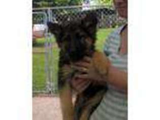 German Shepherd Dog Puppy for sale in Pulaski, TN, USA