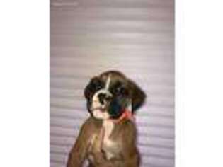 Boxer Puppy for sale in Eatonville, WA, USA