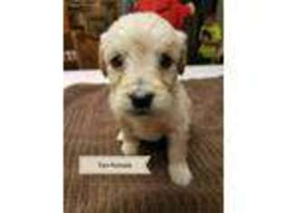 Goldendoodle Puppy for sale in Miller, MO, USA
