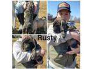 Mastiff Puppy for sale in Bryant, SD, USA