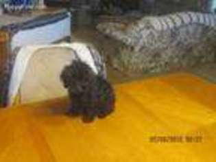 Mutt Puppy for sale in Sarahsville, OH, USA