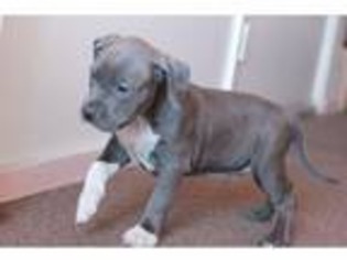 American Pit Bull Terrier Puppy for sale in Norwalk, CT, USA