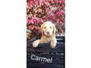Labradoodle Puppy for sale in Raphine, VA, USA