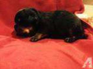Rottweiler Puppy for sale in DOWNEY, CA, USA