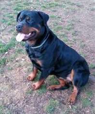 Rottweiler Puppy for sale in Providence, RI, USA