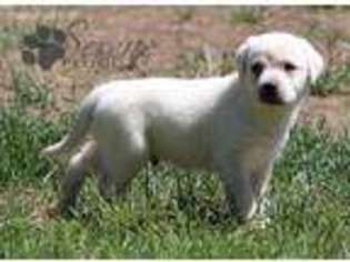Labrador Retriever Puppy for sale in Cheney, WA, USA