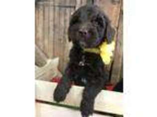 Labradoodle Puppy for sale in Alvord, IA, USA