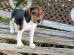 Beagle Puppy for sale in Temecula, CA, USA