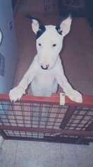 Bull Terrier Puppy for sale in La Porte, IN, USA