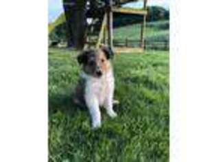 Collie Puppy for sale in Stone Creek, OH, USA