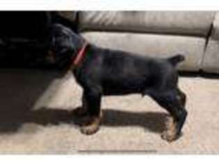 Doberman Pinscher Puppy for sale in Cranston, RI, USA