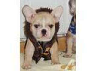 French Bulldog Puppy for sale in ROCKINGHAM, NC, USA