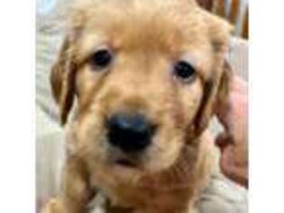 Golden Retriever Puppy for sale in Mogadore, OH, USA