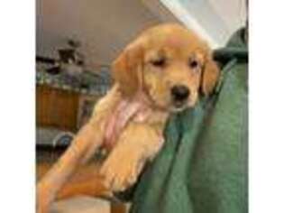 Golden Retriever Puppy for sale in Glennville, GA, USA