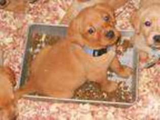 Labrador Retriever Puppy for sale in BAXTER, MN, USA