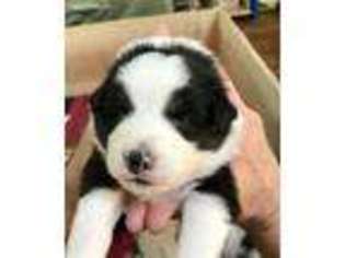 Australian Shepherd Puppy for sale in Grand Ronde, OR, USA