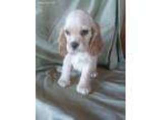 Cocker Spaniel Puppy for sale in Tomah, WI, USA