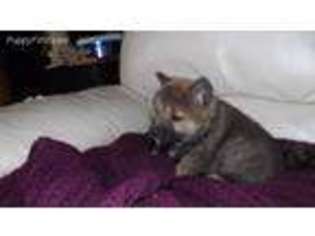 Shiba Inu Puppy for sale in Barre, MA, USA