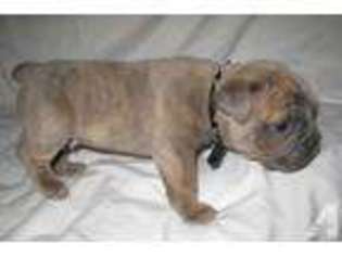 Olde English Bulldogge Puppy for sale in PAYETTE, ID, USA
