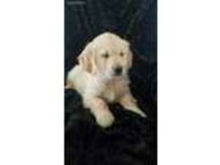 Golden Retriever Puppy for sale in Rock Stream, NY, USA