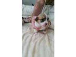 Pembroke Welsh Corgi Puppy for sale in Norco, CA, USA