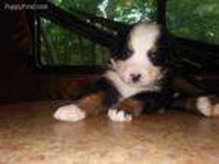 Bernese Mountain Dog Puppy for sale in PITTSTON, PA, USA