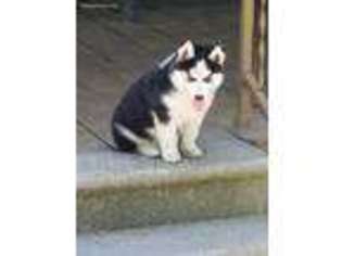Siberian Husky Puppy for sale in Ada, OK, USA