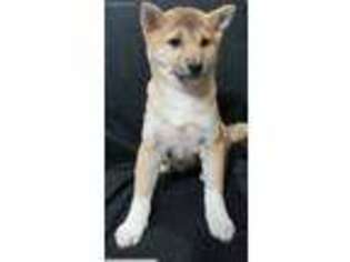 Shiba Inu Puppy for sale in Garland, TX, USA