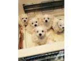 Maltese Puppy for sale in EAGLE, ID, USA