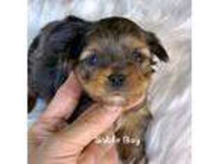 Yorkshire Terrier Puppy for sale in Birmingham, AL, USA