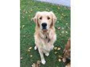 Golden Retriever Puppy for sale in LAURA, OH, USA