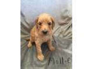 Goldendoodle Puppy for sale in Everton, MO, USA