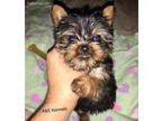 Yorkshire Terrier Puppy for sale in Tobyhanna, PA, USA