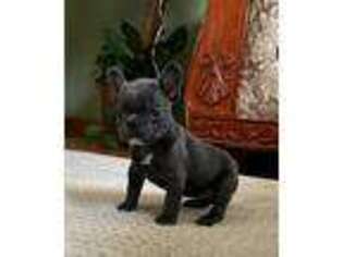 French Bulldog Puppy for sale in CHICOPEE, MA, USA