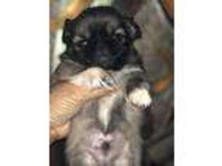 Pekingese Puppy for sale in Lizella, GA, USA