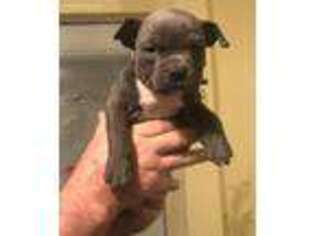 Mutt Puppy for sale in Diana, TX, USA