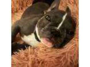 French Bulldog Puppy for sale in Spring Lake, NC, USA