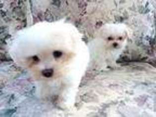 Maltese Puppy for sale in SILVER SPRING, MD, USA