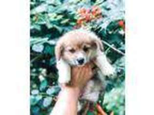 Pembroke Welsh Corgi Puppy for sale in Massillon, OH, USA