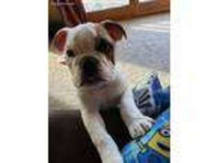 Bulldog Puppy for sale in Rockford, IL, USA