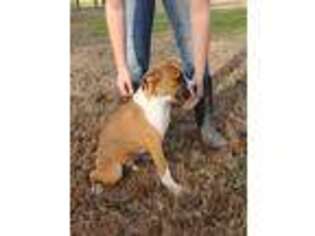 Boxer Puppy for sale in Pittsburg, KS, USA