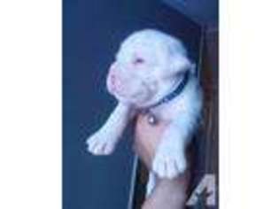Mutt Puppy for sale in EVANS, GA, USA