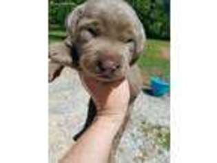 Labrador Retriever Puppy for sale in Hendersonville, NC, USA