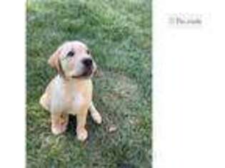 Labrador Retriever Puppy for sale in Baltimore, MD, USA