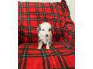 Miniature Australian Shepherd Puppy for sale in Mclean, TX, USA