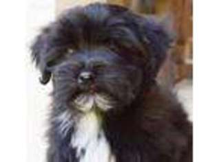 Havanese Puppy for sale in Frisco, TX, USA